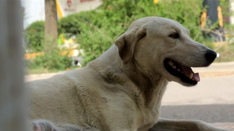 Kirkuk Stray Dogs