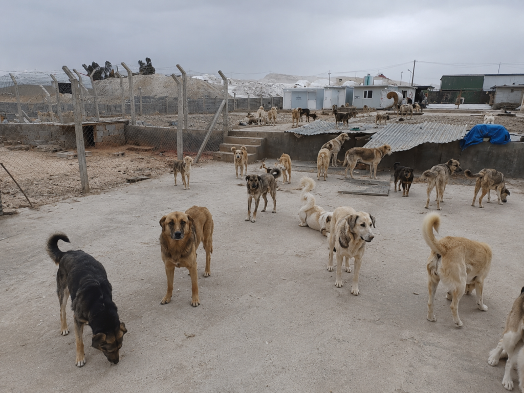 Kirkuk Stray Dogs