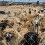 Kirkuk Stray Dogs