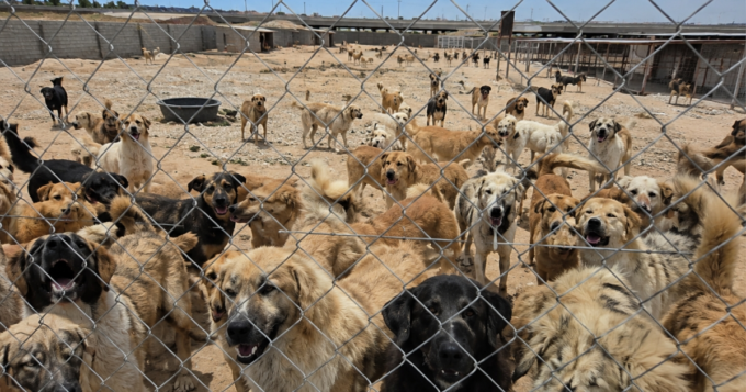 Kirkuk Stray Dogs