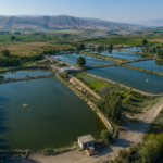 slemani fish farms