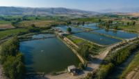 slemani fish farms